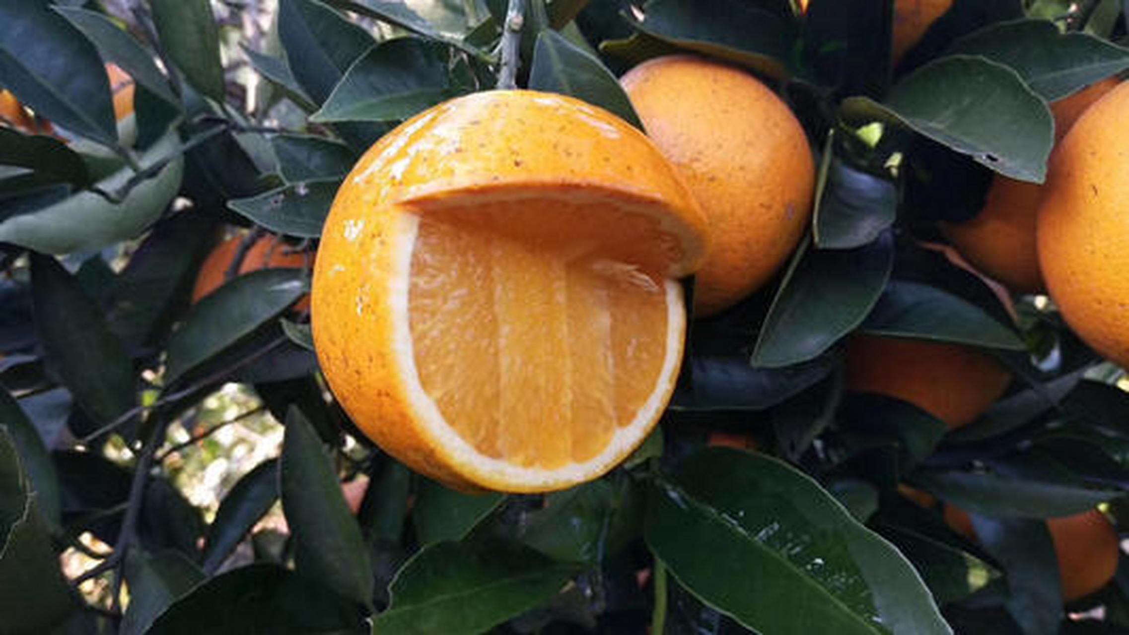 黔阳冰糖橙果肉脆嫩,果味甘甜,被誉为"橙之极品".