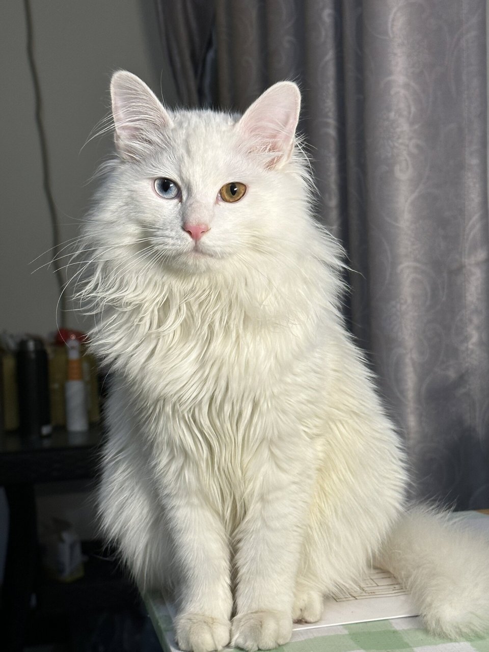 猫中贵族:山东狮子猫!国产白猫永远的神! 山东狮子猫🐱(又名临清狮