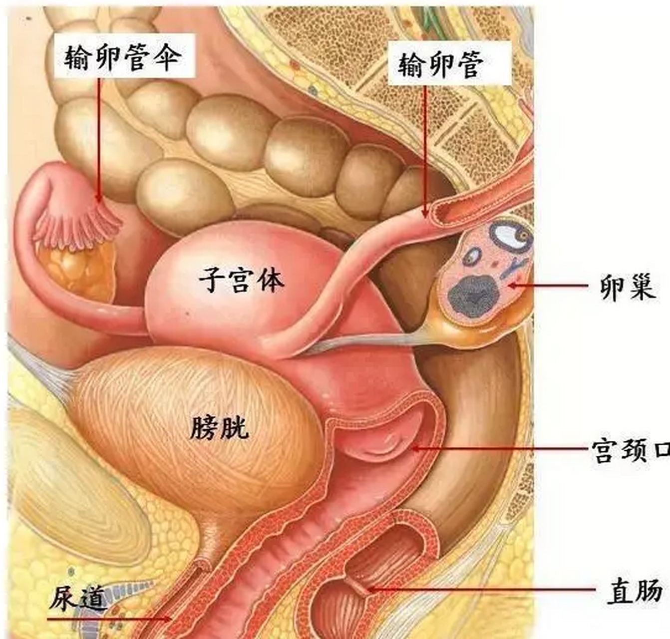 9周子宫位置图图片