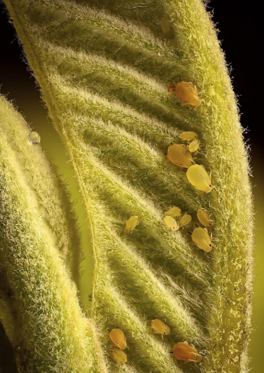 在新叶子上的蚜虫微观图,好鲜好嫩