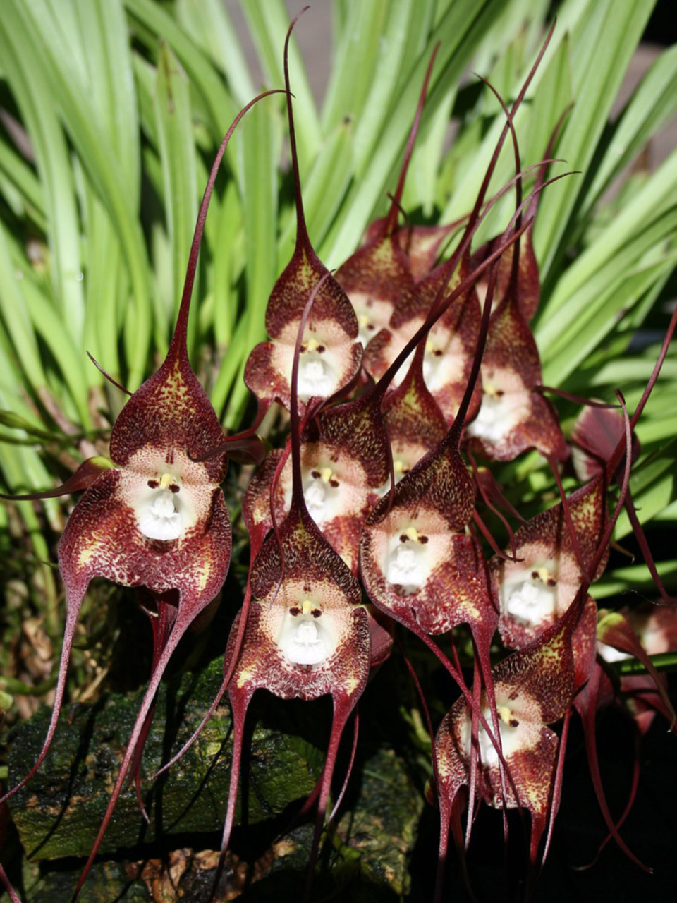 猴脸兰是一种兰花的品种,学名为dracula simia,意思是"猴子形的为血