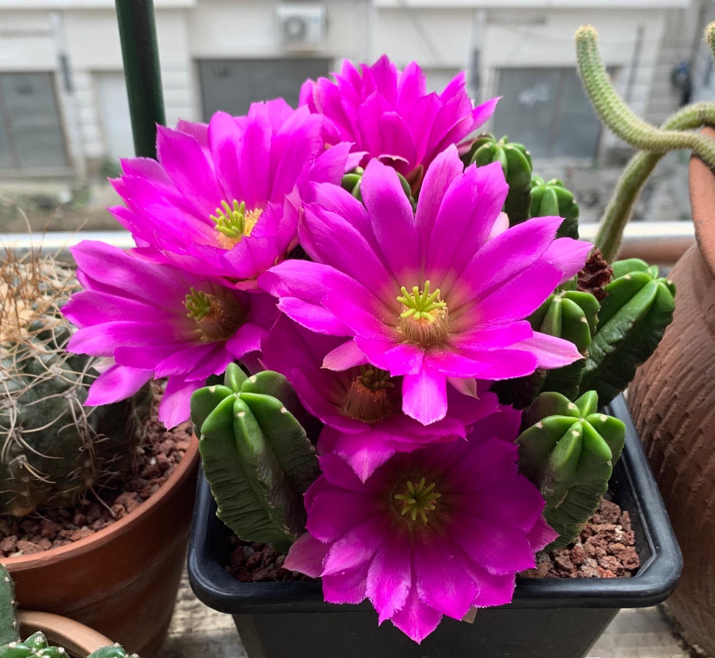 喜欢仙人球,又介意有刺的花友,可以养这个品种—鹿角柱属的"紫翠虾"