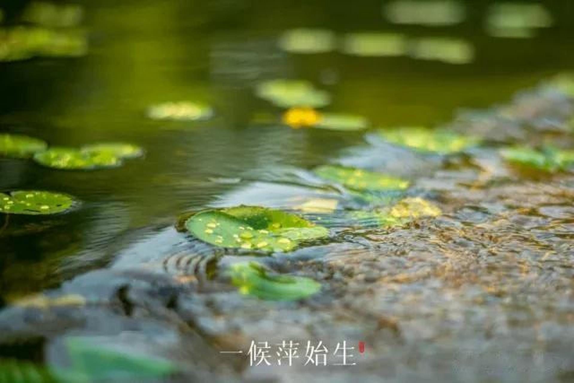 谷雨 三候一候|萍始生春雨盛,春池满,浮萍渐生渐长.