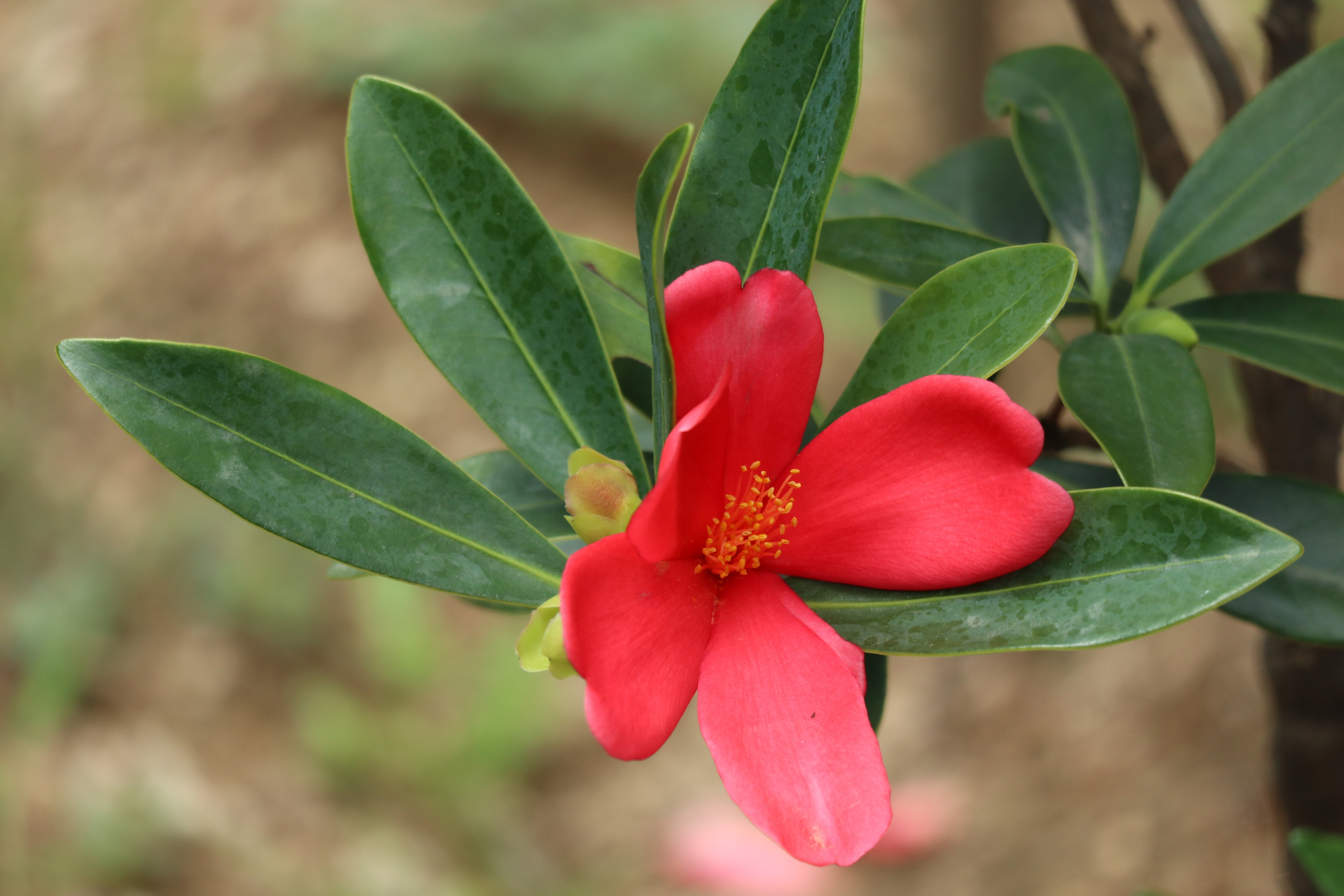 杜鹃叶山茶,花深红色,花大色艳,有着"植物界大熊猫"之称,是继金花茶