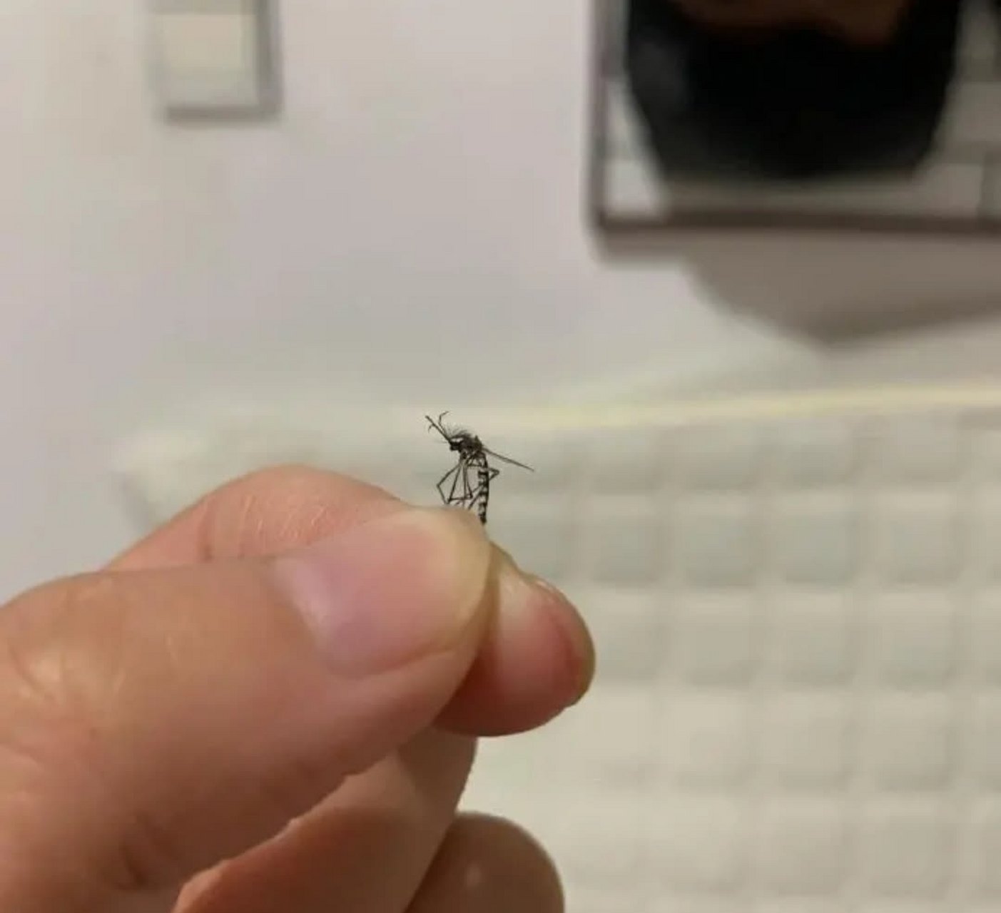 蚊子其实有毛,所以寿命很长[左捂脸]