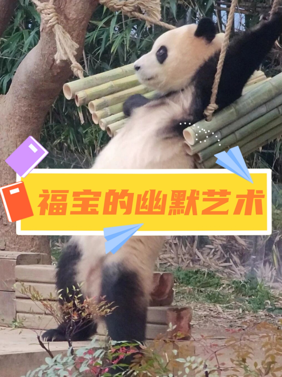 搞笑女小阿福又来啦!让我们一起期待她的搞笑表演吧!