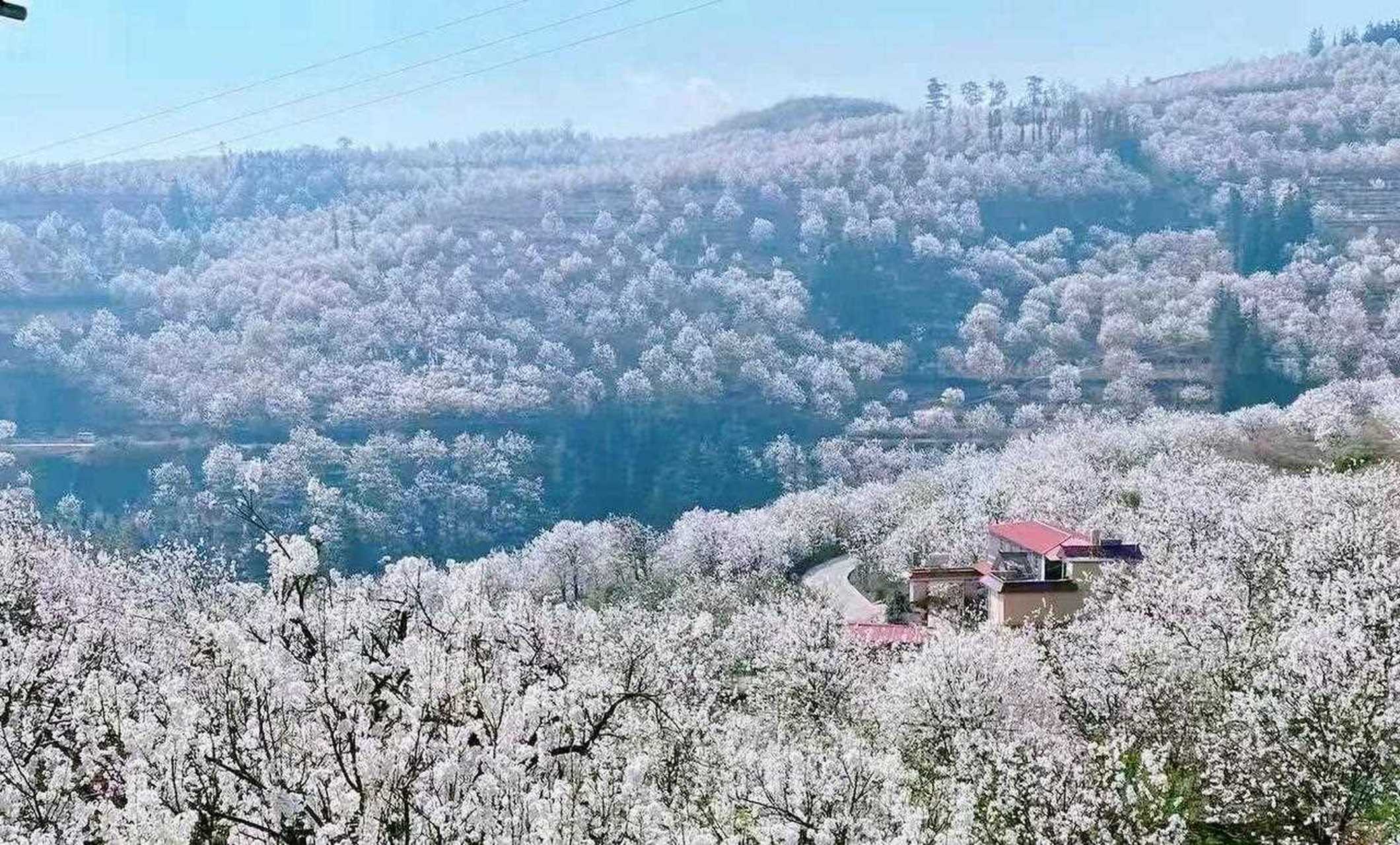 位于红河州个旧市旁的加级寨梨花谷,中有一万多亩梨树,每年三月,万亩