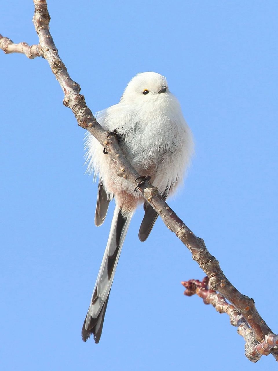 除了肥啾啾的身子,原来还有条这么长的尾巴,怪不得