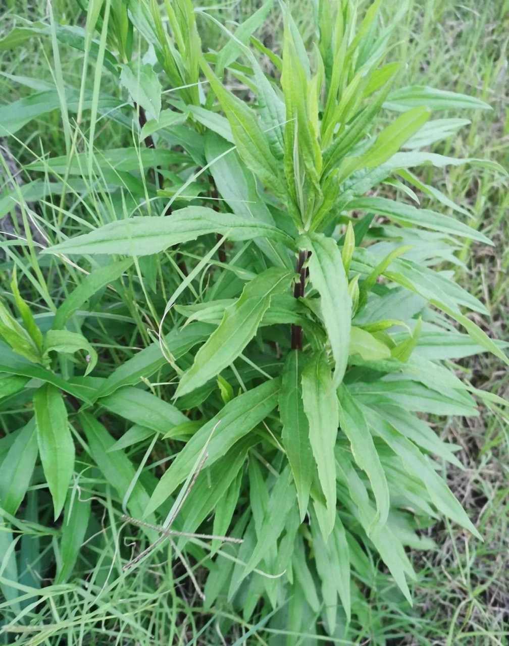 生态杀手通缉令植物图片