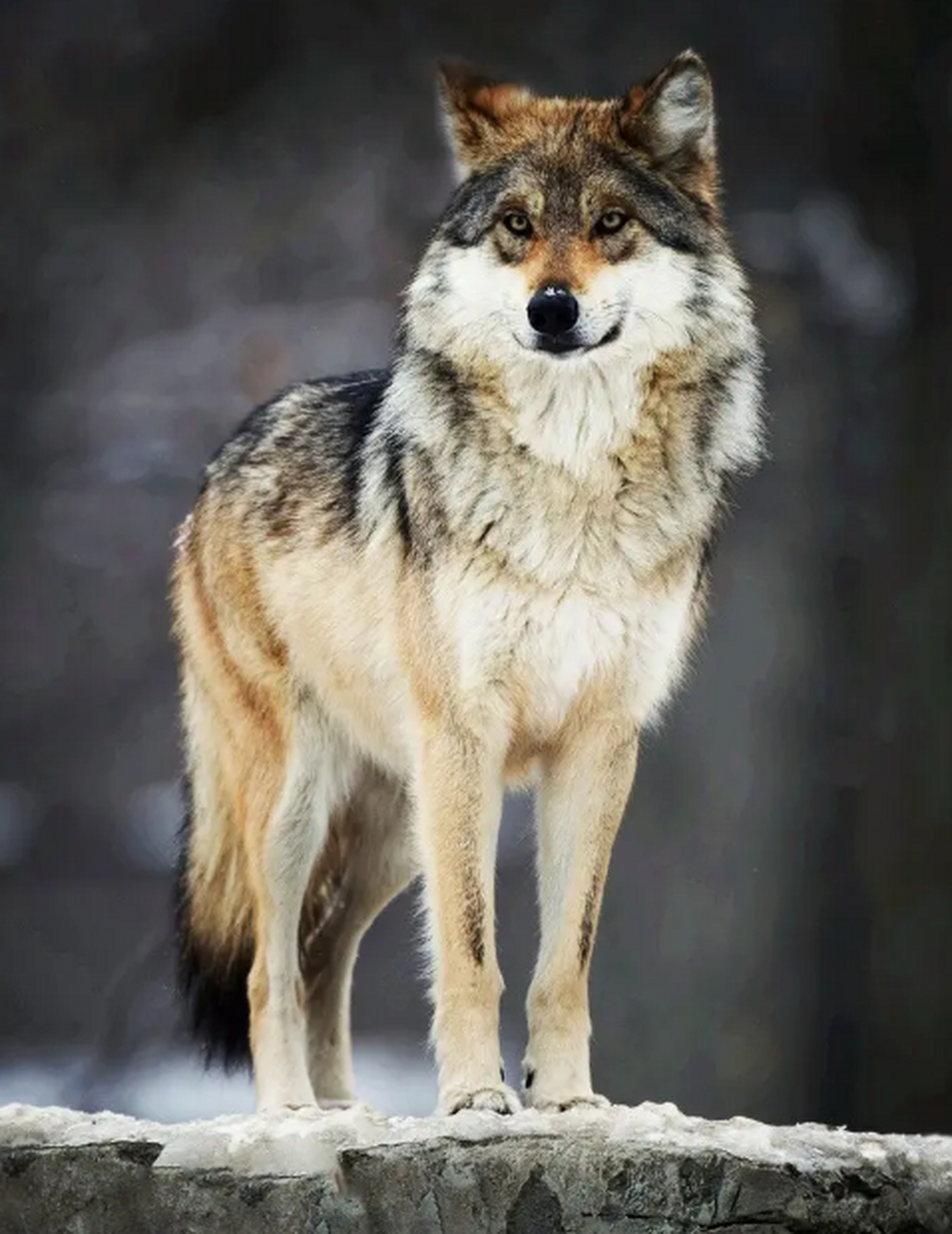 狼的霸气 成熟稳重图片