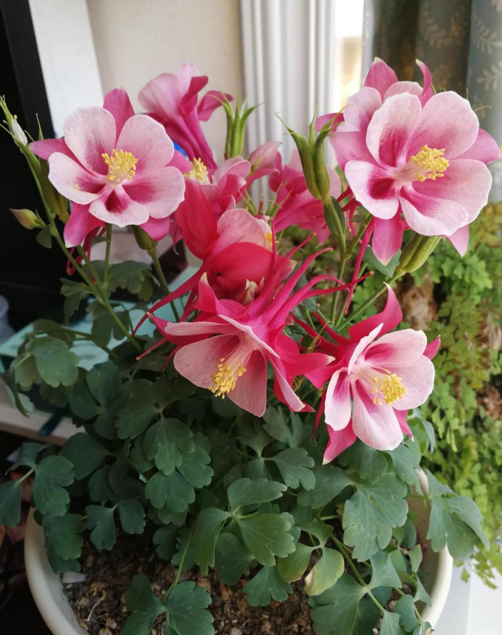 一款超级耐寒的观赏花卉—猫爪花,学名耧斗菜,广泛分布于北半球温带