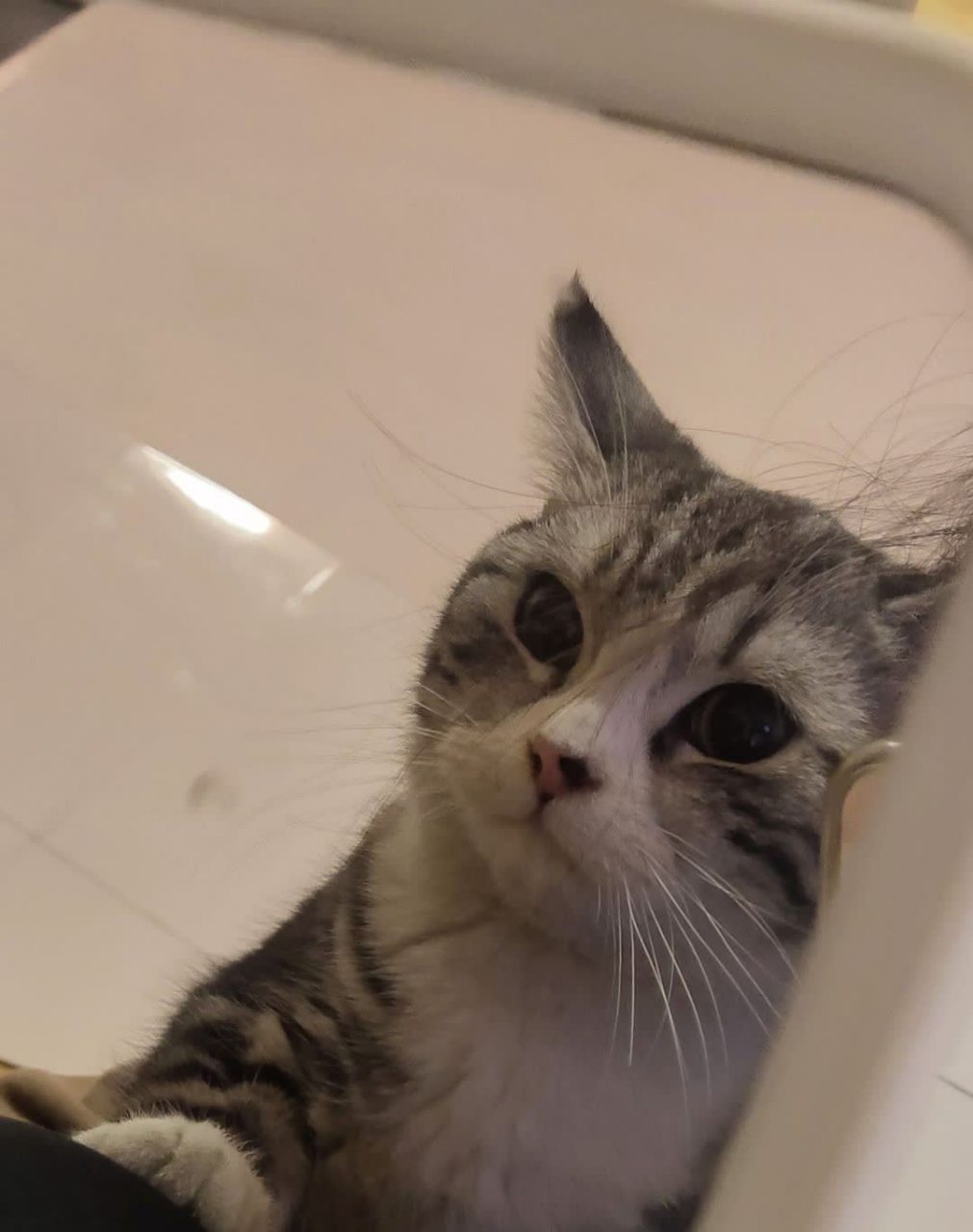 谁能拒绝一只喜欢照镜子的猫呢?[偷笑]