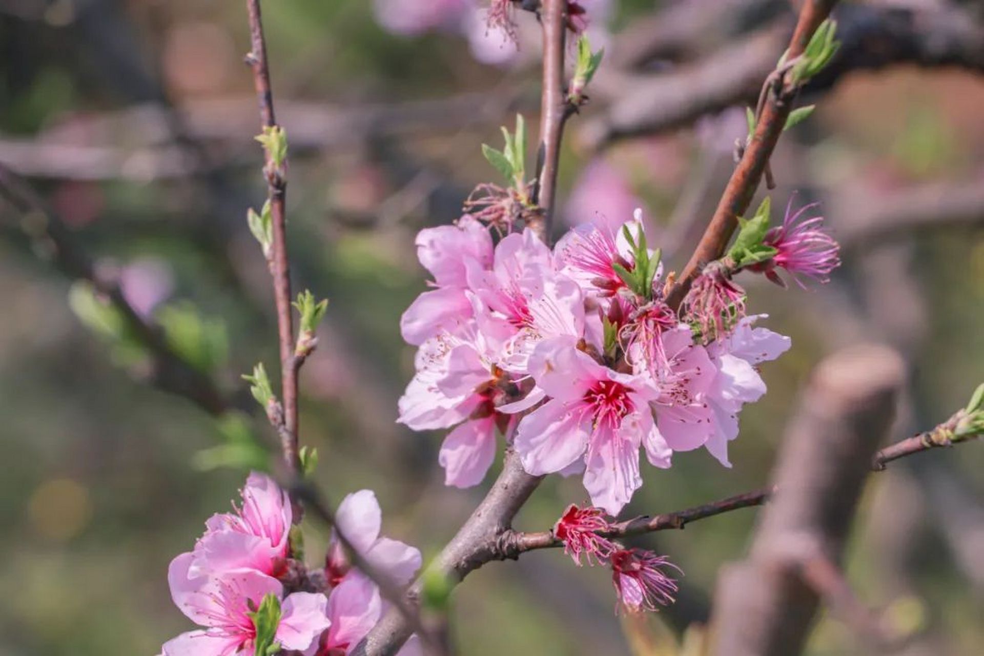 安顺市普定县夜郎湖畔定南街道陈家寨村梭筛风景区"桃花岛"上桃花盛开