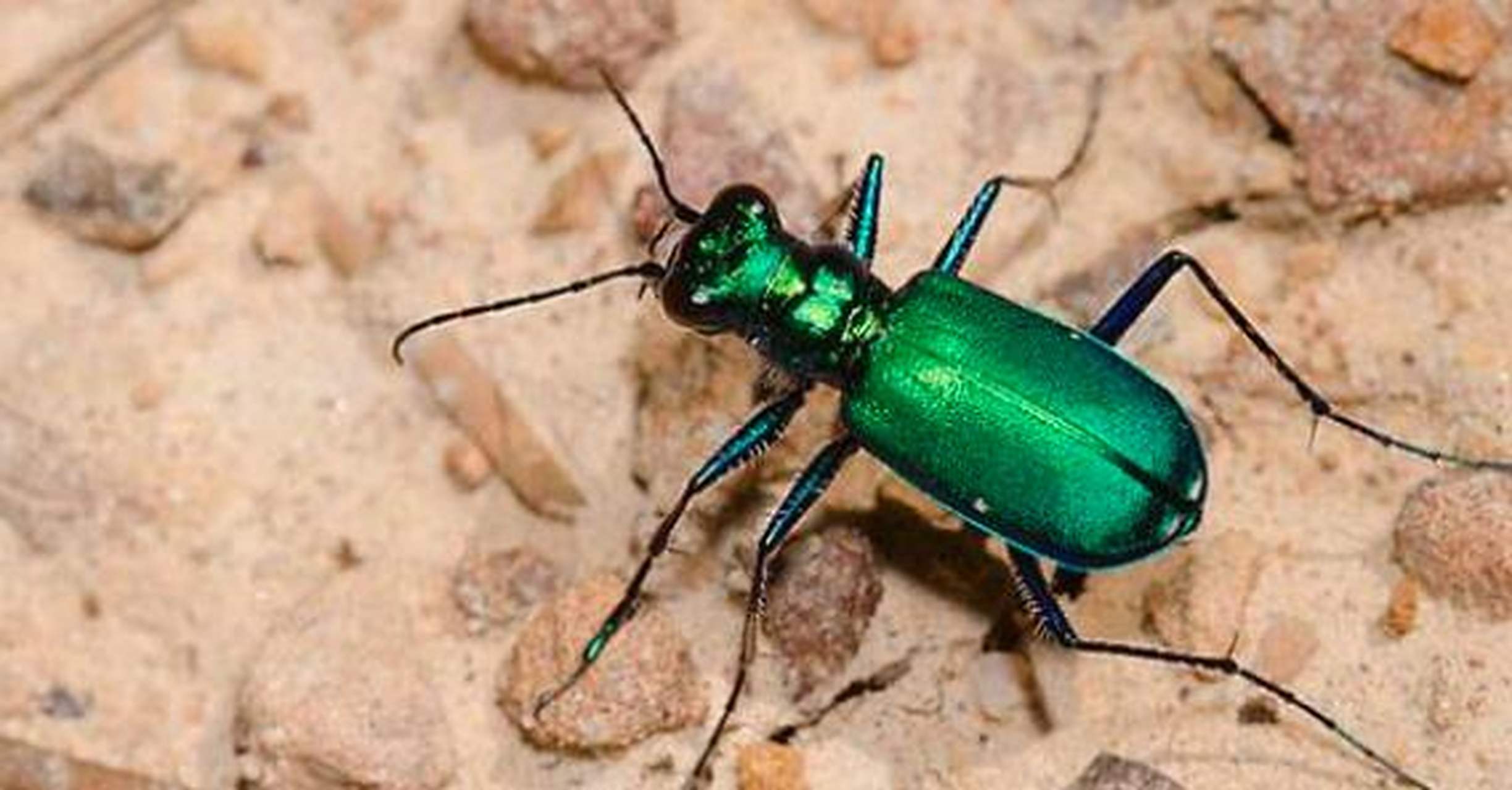 步行虫主要分布在北美,大约有2000种不同的种类