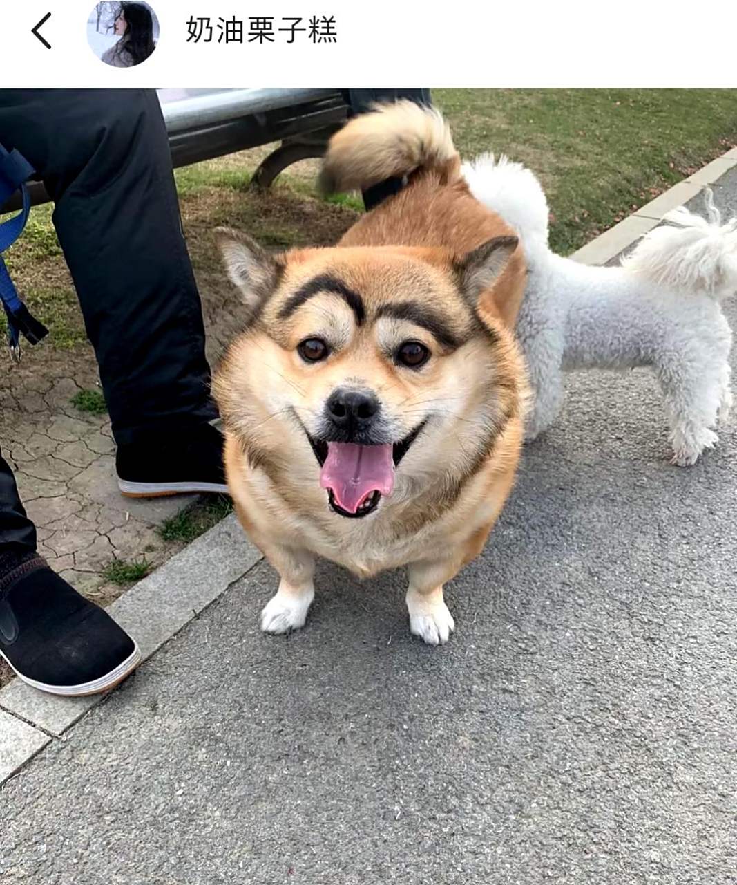 这只狗子居然也有像蜡笔小新一样的眉毛!