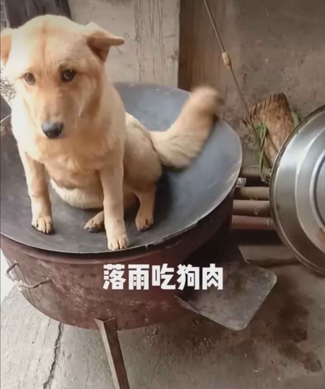 当主人说准备吃狗肉了,狗子好像听懂了![左捂脸] #搞笑趣味图