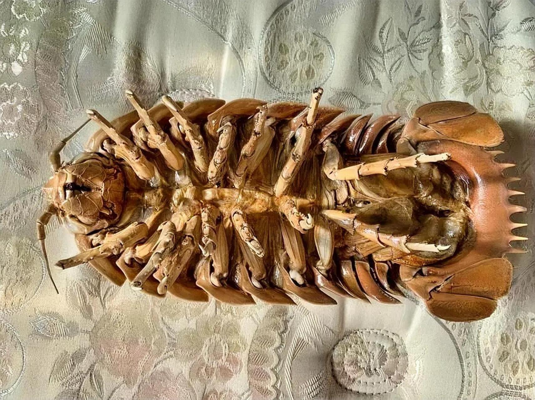 巨型等足类动物巨型深水虱,又称大王具足虫,是等足类动物家族中最大的