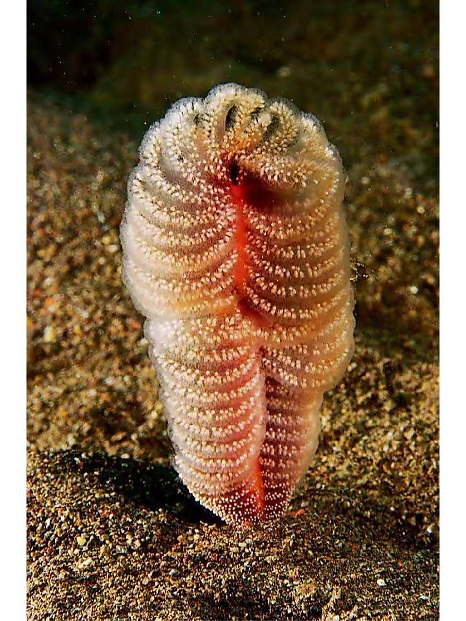 海洋生物-海鳃 04 海鳃是动物,属于珊瑚虫纲海鳃目的一种无脊椎动物