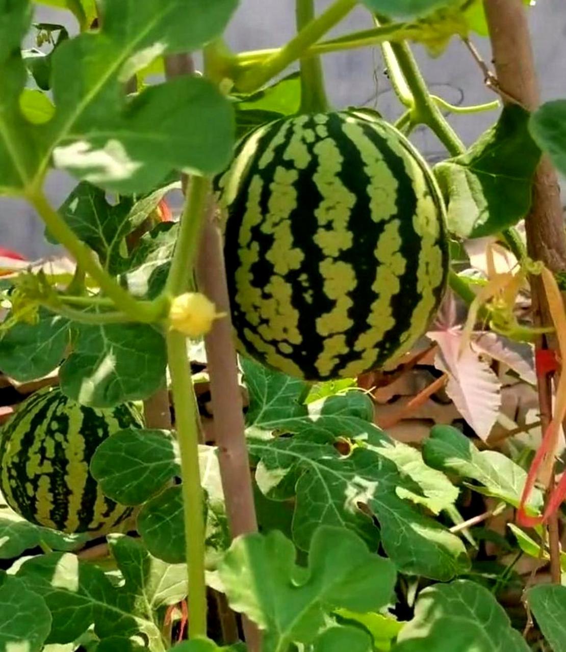 我喜欢吃有花纹的冬瓜,不知道为什么.