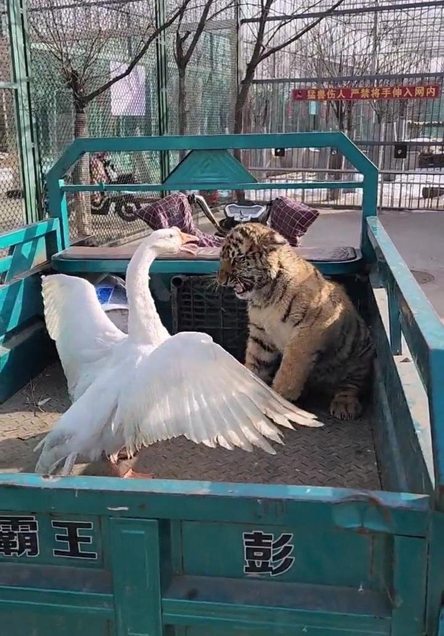网友:竟然被一只鹅欺负成这样了,小老虎可能有些低估了自己的实力吧?