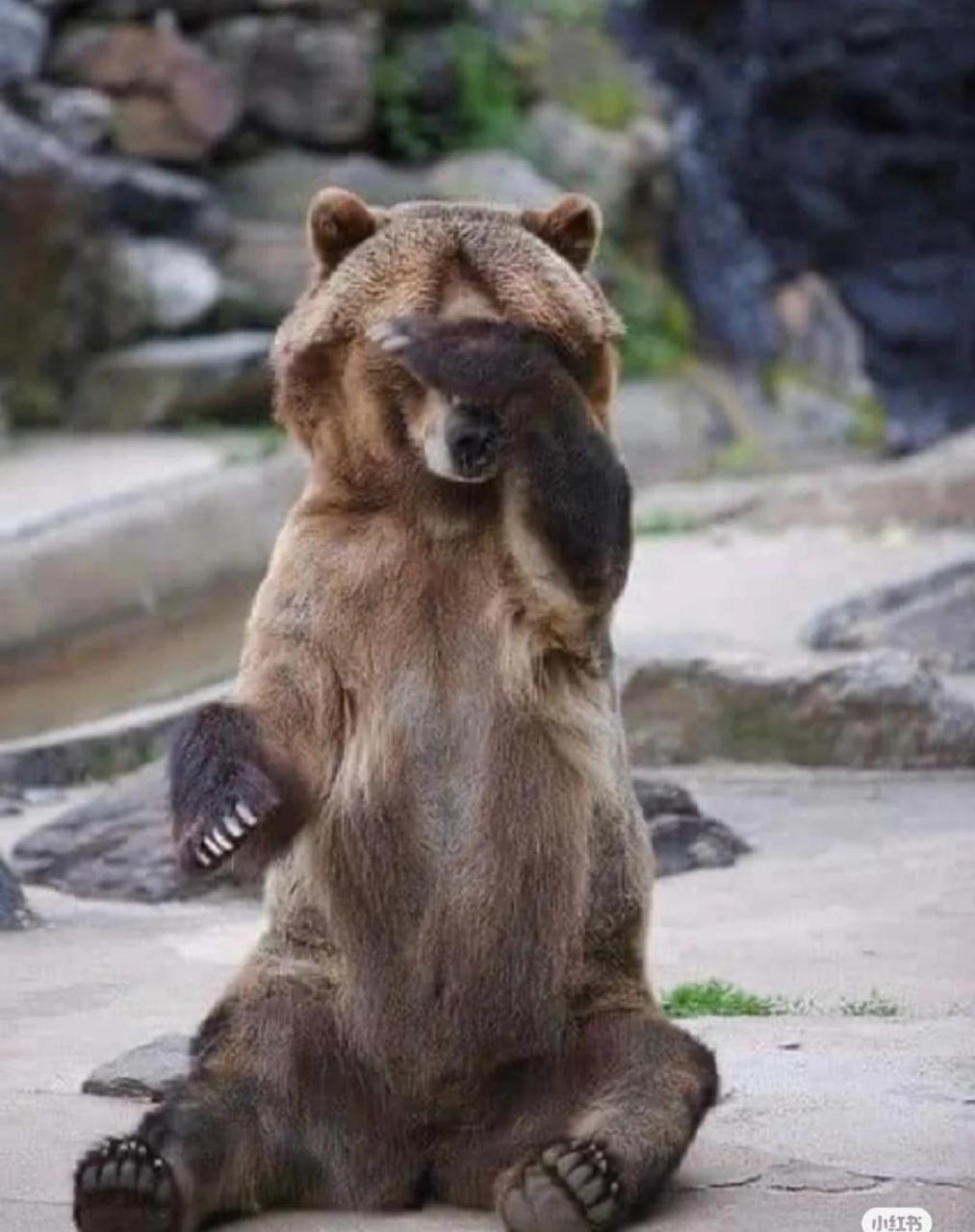 动物世界,大笨熊