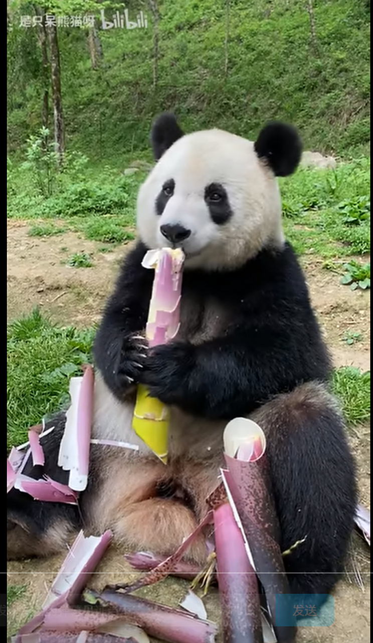 熊猫:小馨的解压吃播 | 吃货最爱听的声音:咔嚓,咔嚓,咔嚓;是它,是它