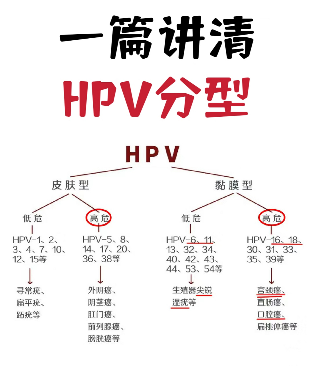 人乳头瘤病毒是啥图片