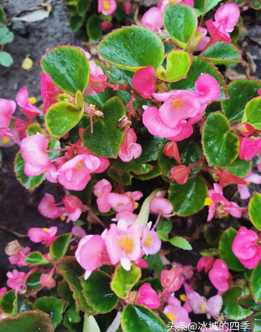 小雨冲刷后的玻璃翠(学名四季海棠)叶子更翠绿,花也愈加鲜艳.