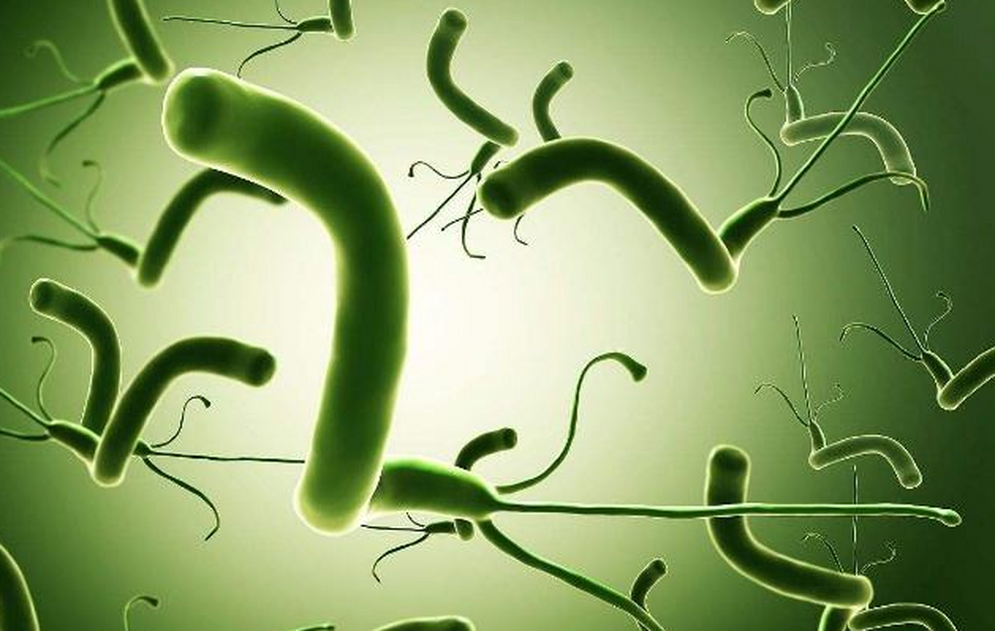 幽门螺旋杆菌是一种螺旋形,微厌氧的革兰氏阴性杆菌,是目前所知能够