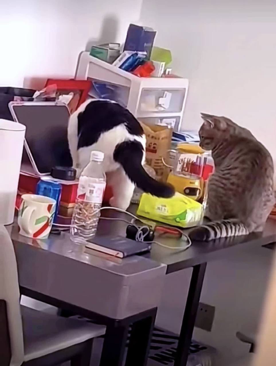 猫做了坏事,一转身就发现主人在身后. 被抓后的小表情真是太可爱了.