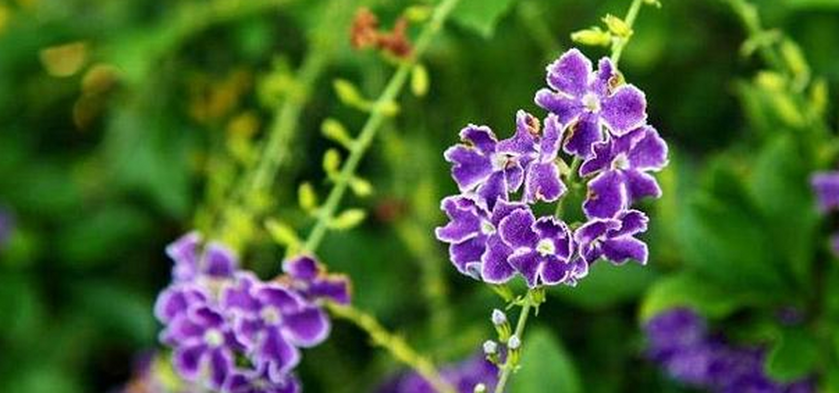 金露花俗名台湾连翘,小本苦林盘,如意草,假连翘,是马鞭草科金露花属的