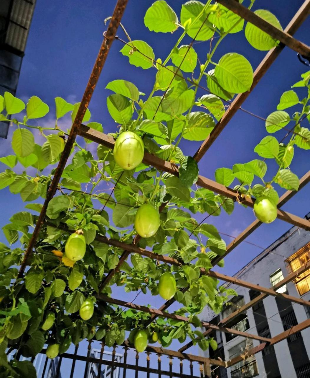 来养棵"百香果"吧,这种植物在阳台上用花盆也能种植,生长速度极快