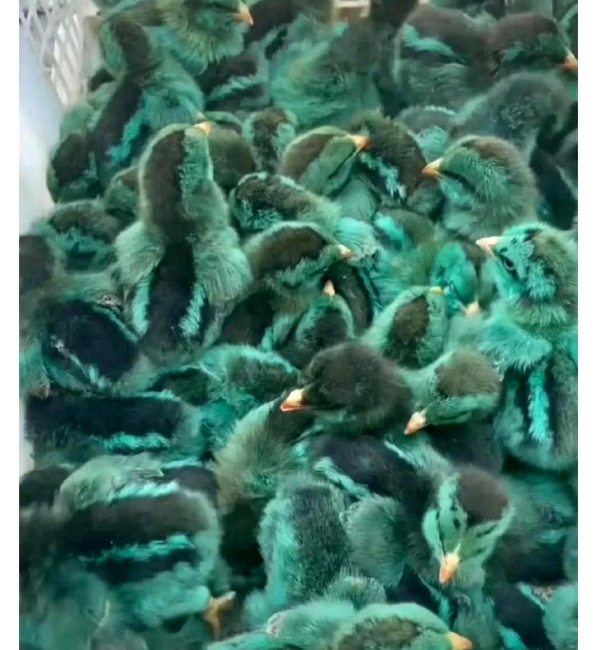 孔雀幼崽每只5元.