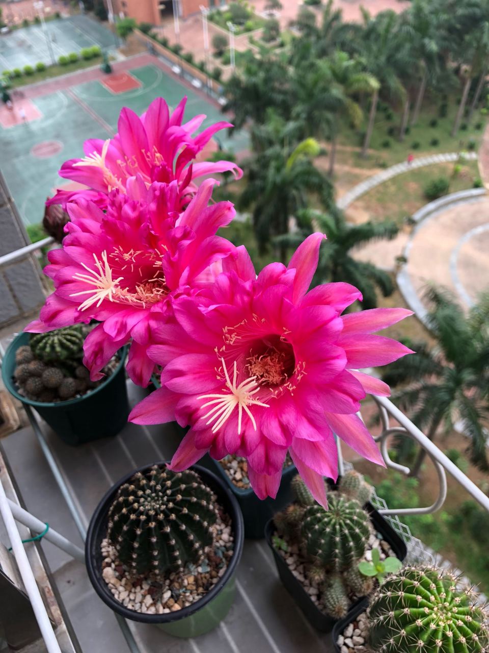 喜欢仙人球的朋友,给大家推荐一款很另类的品种——帕帕基诺(papageno