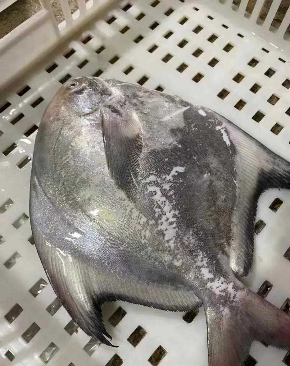 野生斗鲳鱼,鲳鱼之王,相当霸气!