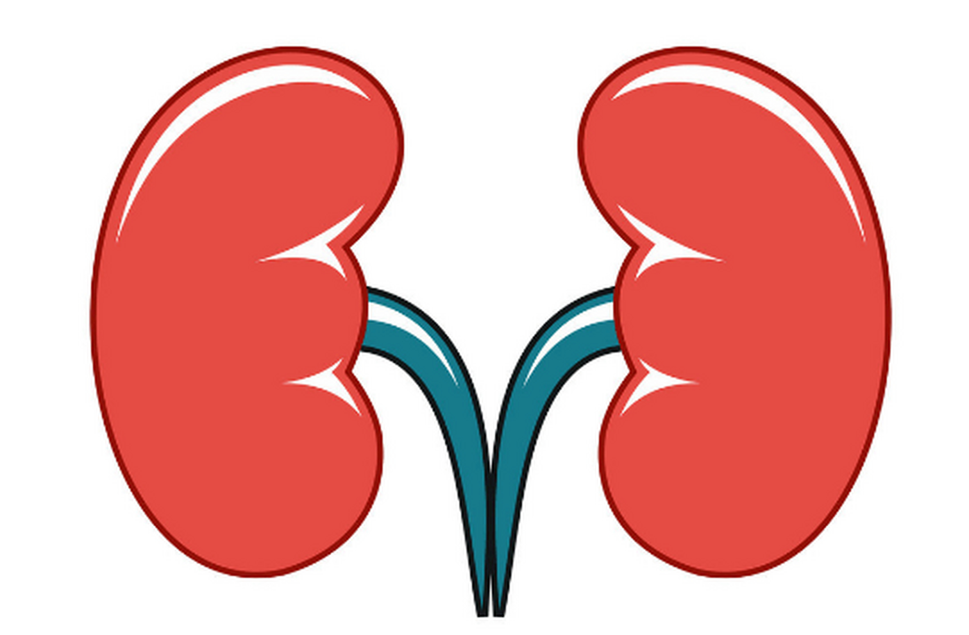 肾有两个,左肾和右肾分别代表肾阴肾阳,补阴补阳怎么补  大家会发现一