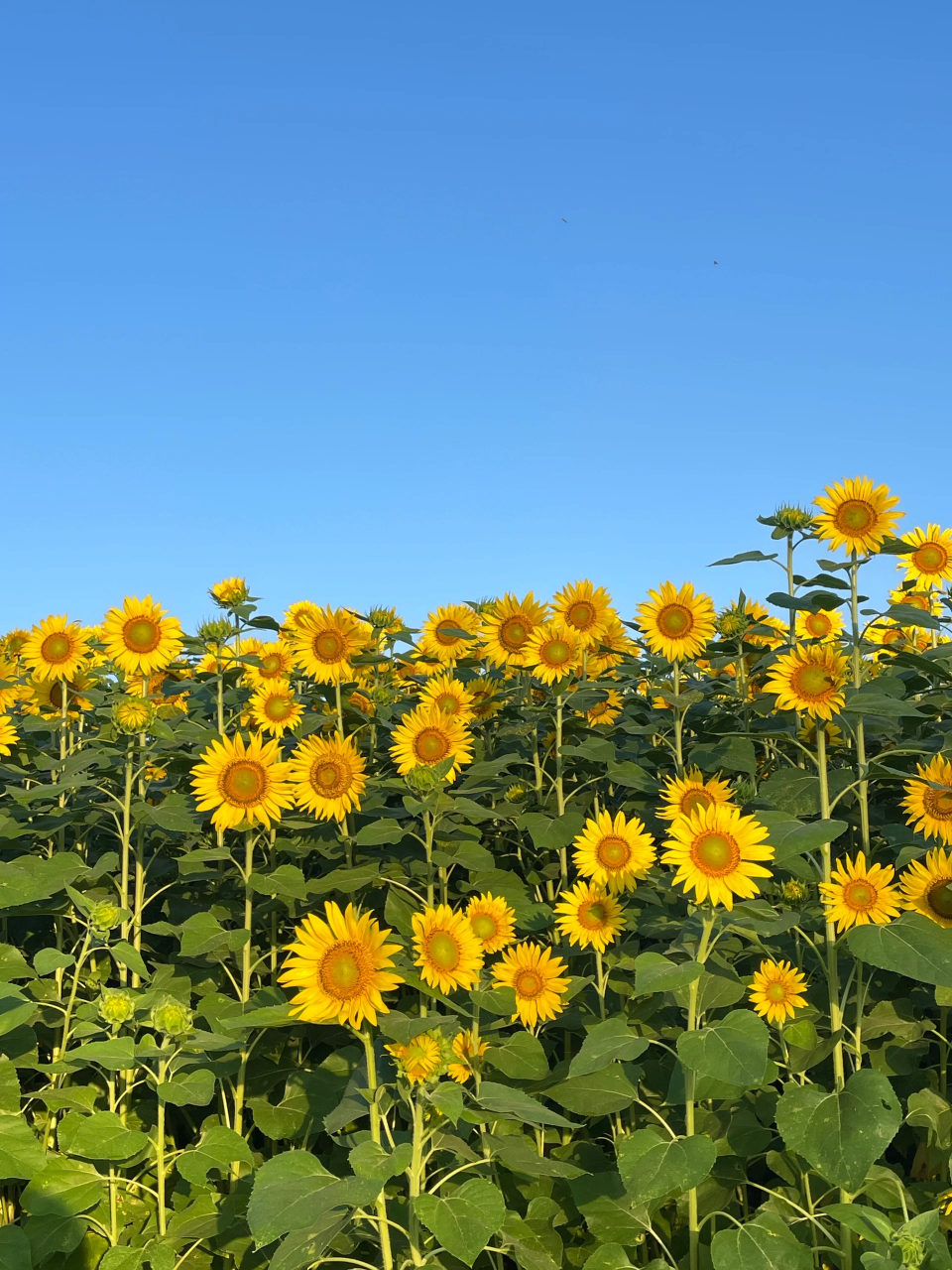去晨骑了 日出和向日葵美哭了  凌晨5点起床,去追了一场日出93 天