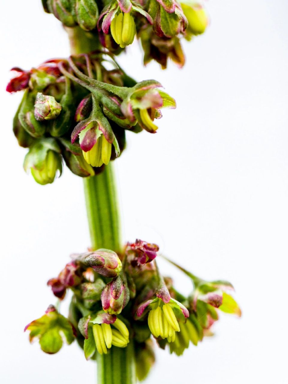 夏天,在云南香格里拉拍摄的齿果酸模,前几日在玉溪拍到了戢叶酸模,那