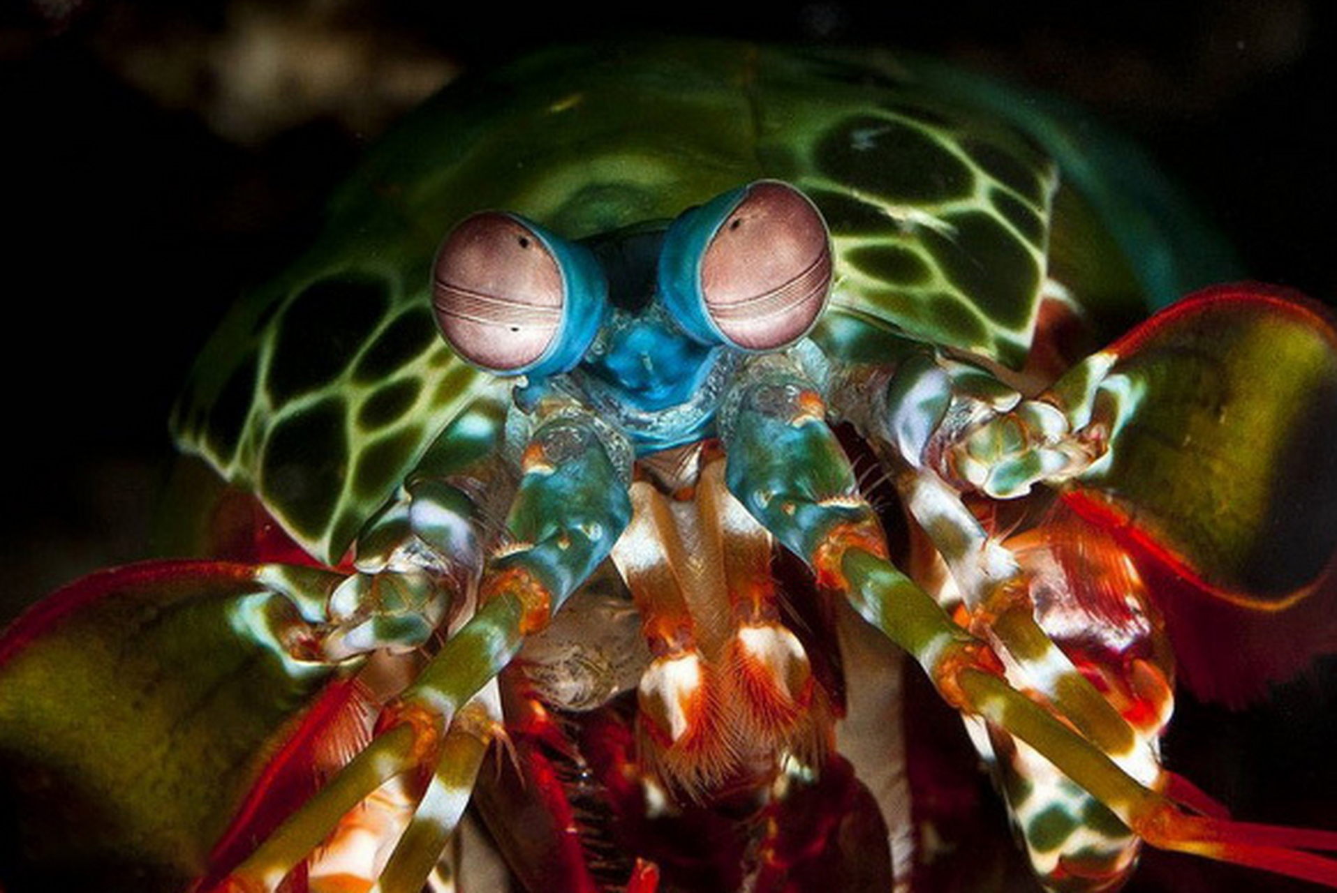 雀尾螳螂虾大战章鱼图片