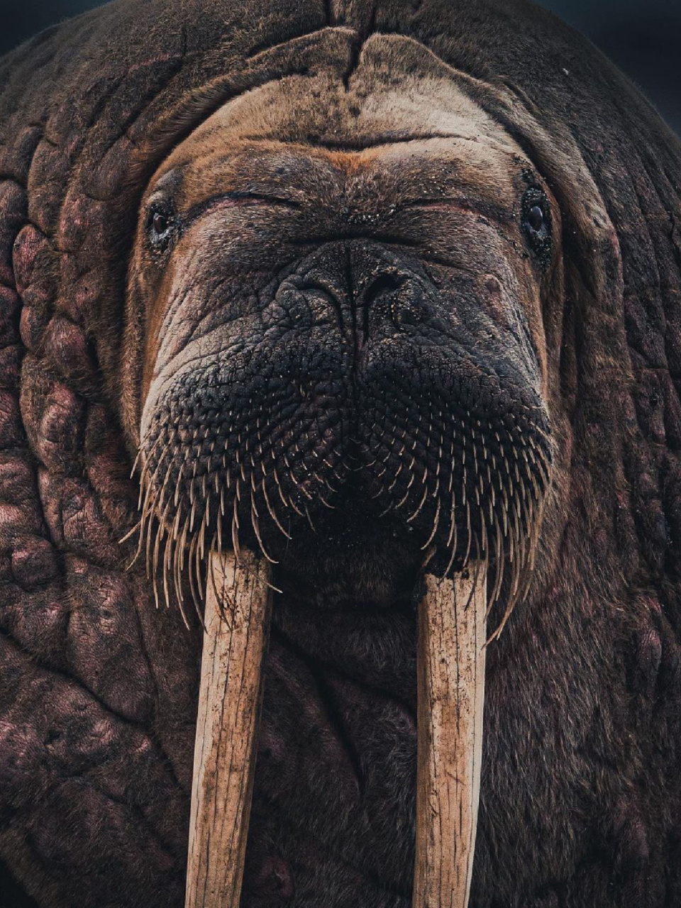 名称:海象 分类:动物界,脊索动物门,脊椎动物亚门,哺乳纲,真兽亚纲