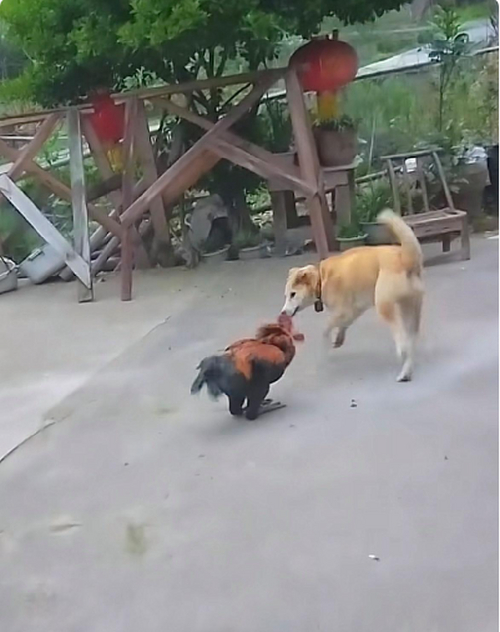 这才是真正的鸡飞狗跳哈哈哈哈#搞笑