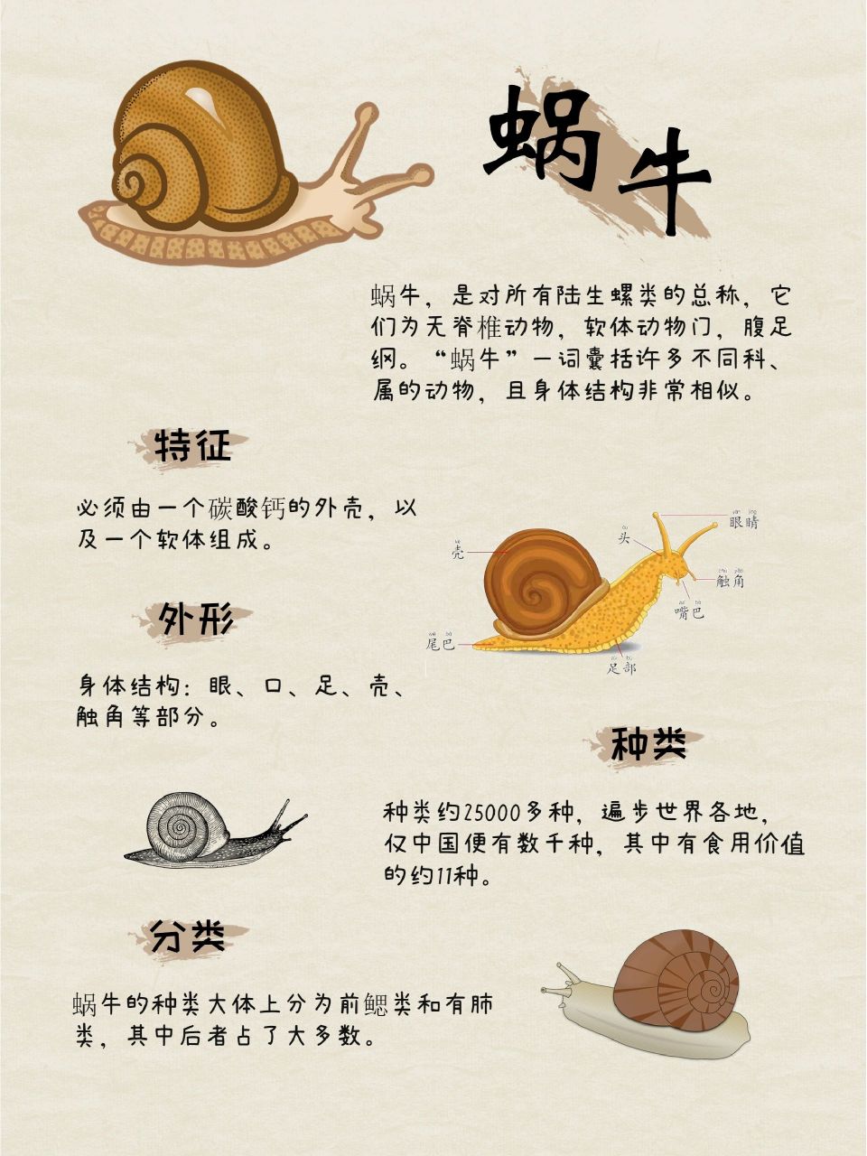 背着"家"爬行的蜗牛 蜗牛,一种背着自己的"家"到处溜达的动物.
