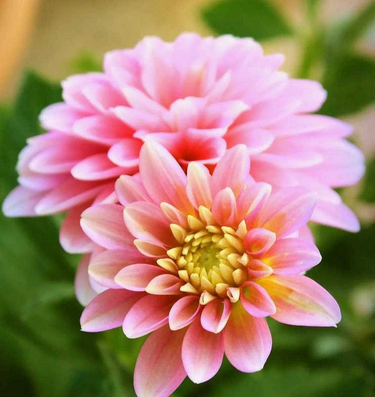 大丽花,又叫作天竺牡丹花,西番莲,它开花很大很华丽,花色也有很多种