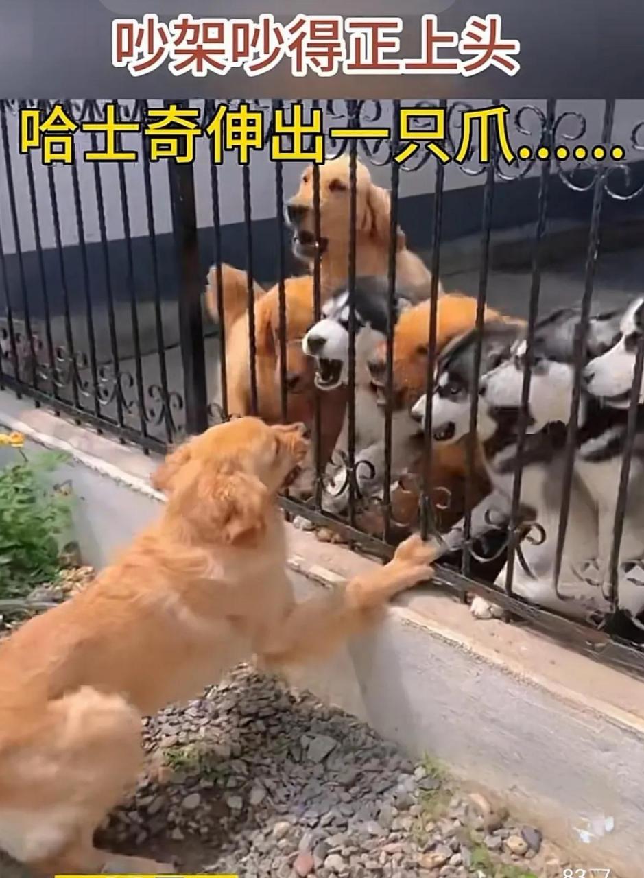 一只狗与一群狗隔着栅栏吵架,突然一只二哈把爪子伸了出去,然后,一