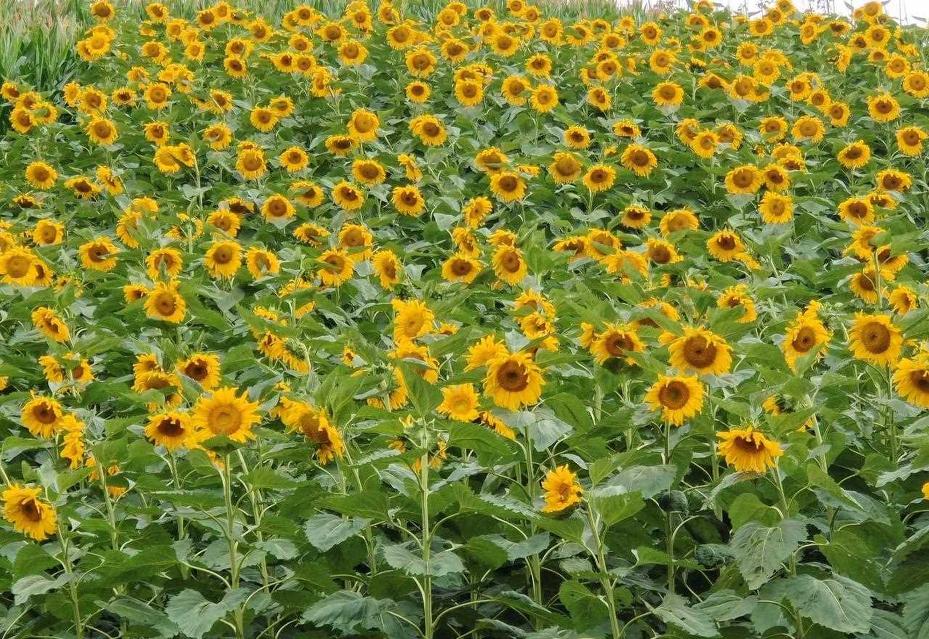 葵花籽是玉溪好多农村的主要农作物之一,尤其是在我们山区,坡地山地