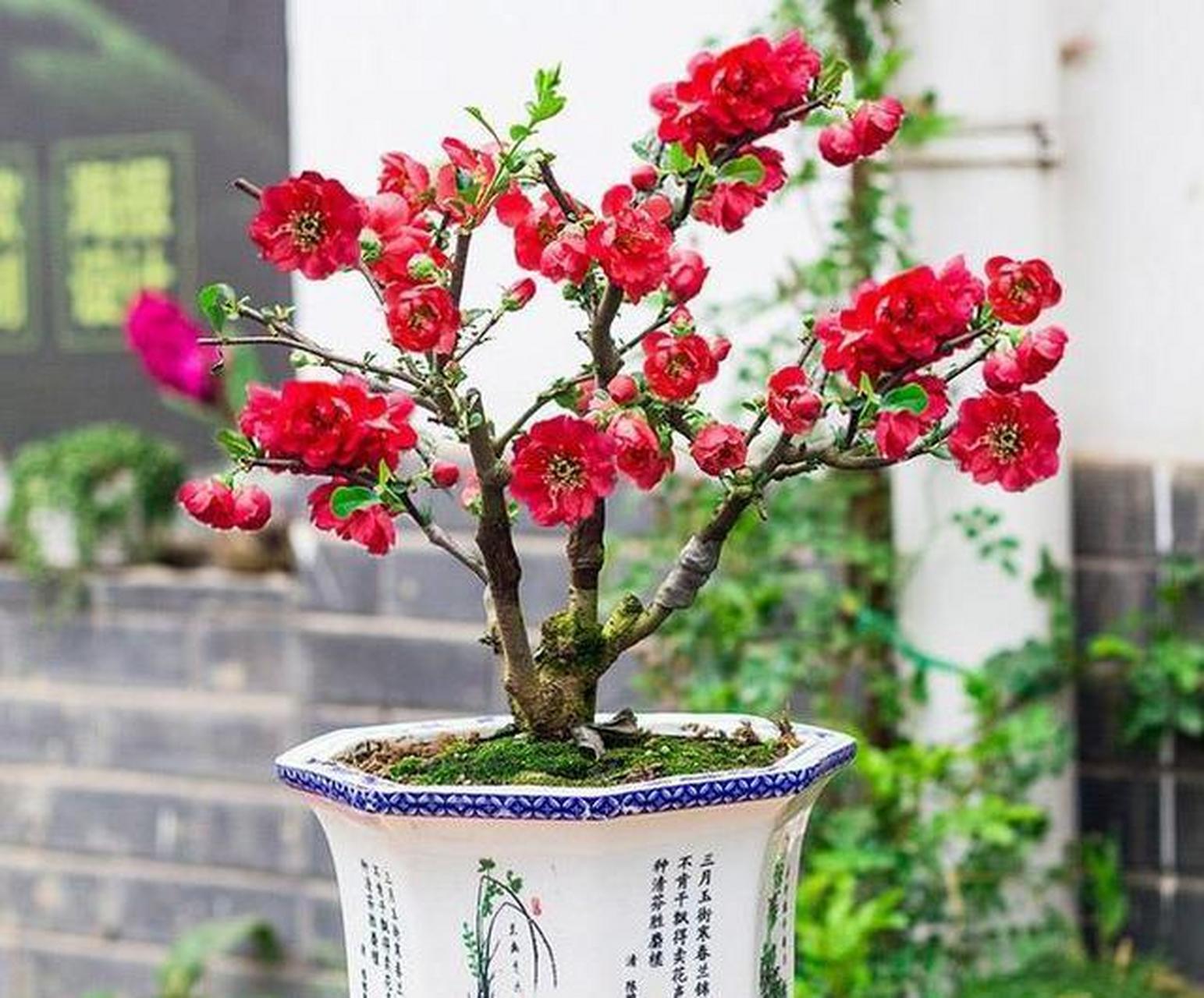 长寿冠海棠是打造老桩盆景的优良花卉 [666]长寿冠海棠是沂州海棠的