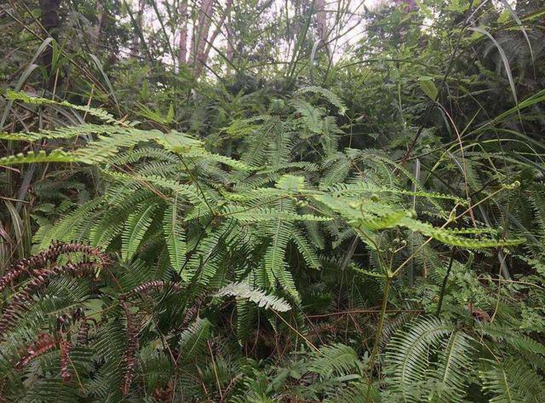 问金草,被誉为世界上最贪婪的植物,靠吃金而生.