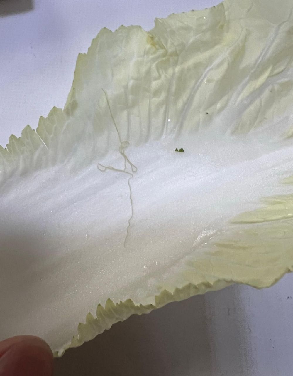 今天洗白菜,发现白菜里有一条十多厘米的白条虫,太吓人了,有人知道这