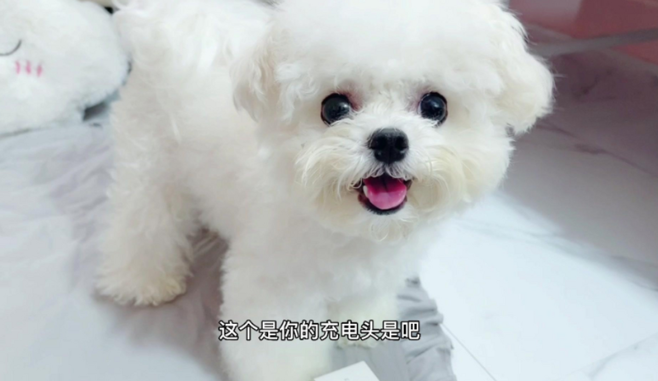 小狗刚回家第1天刚刚到家的时候,我们要特别的注意.