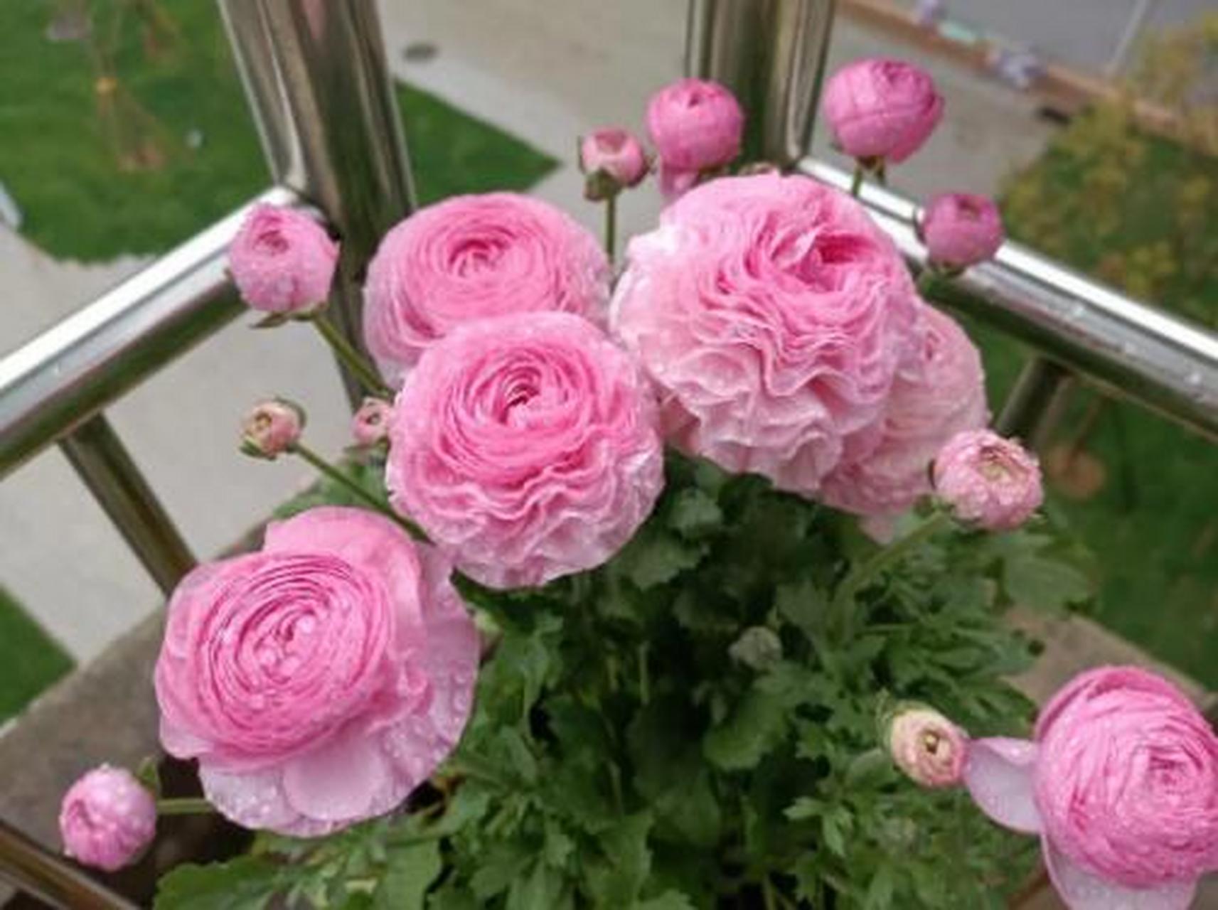 叫芹菜花,洋牡丹,波斯毛茛等,是毛茛科花毛茛属多年生宿根性草本花卉